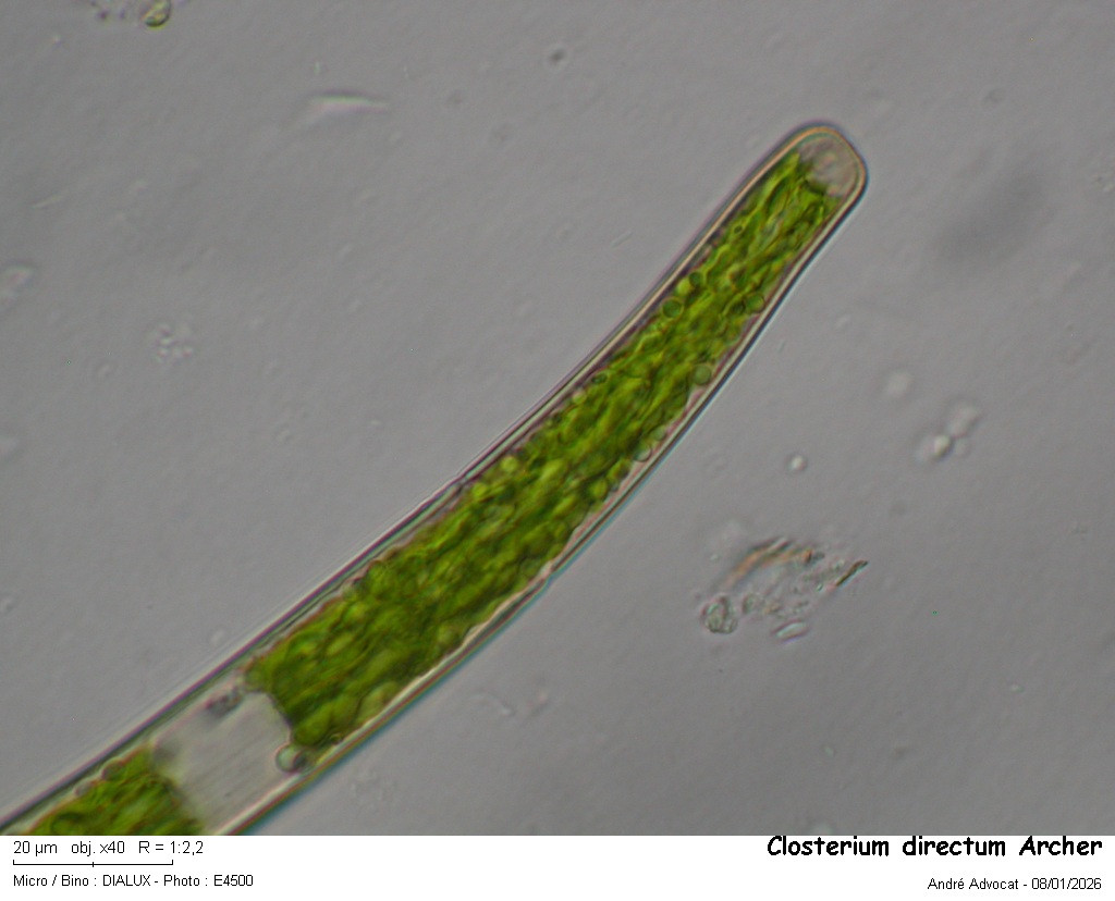 Closterium directum Arch. var. directum #84802