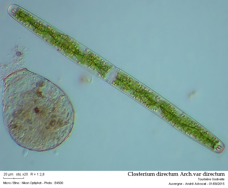 Closterium directum Arch. var. directum #42092