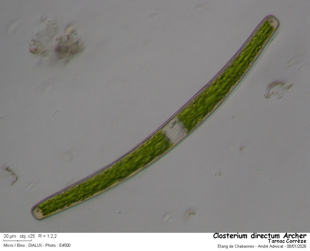 Closterium directum Arch. var. directum #84801