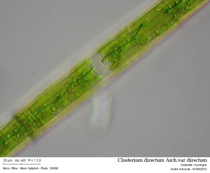 Closterium directum Arch. var. directum #42094