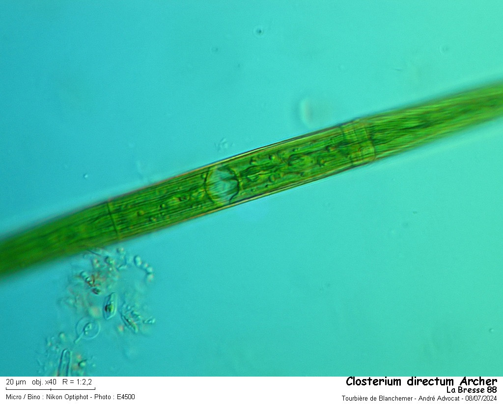 Closterium directum Arch. var. directum #84803