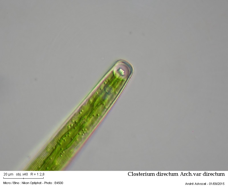 Closterium directum Arch. var. directum #42093