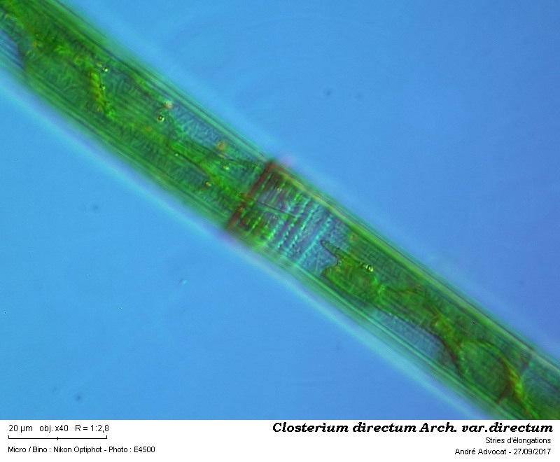 Closterium directum Arch. var. directum #51660