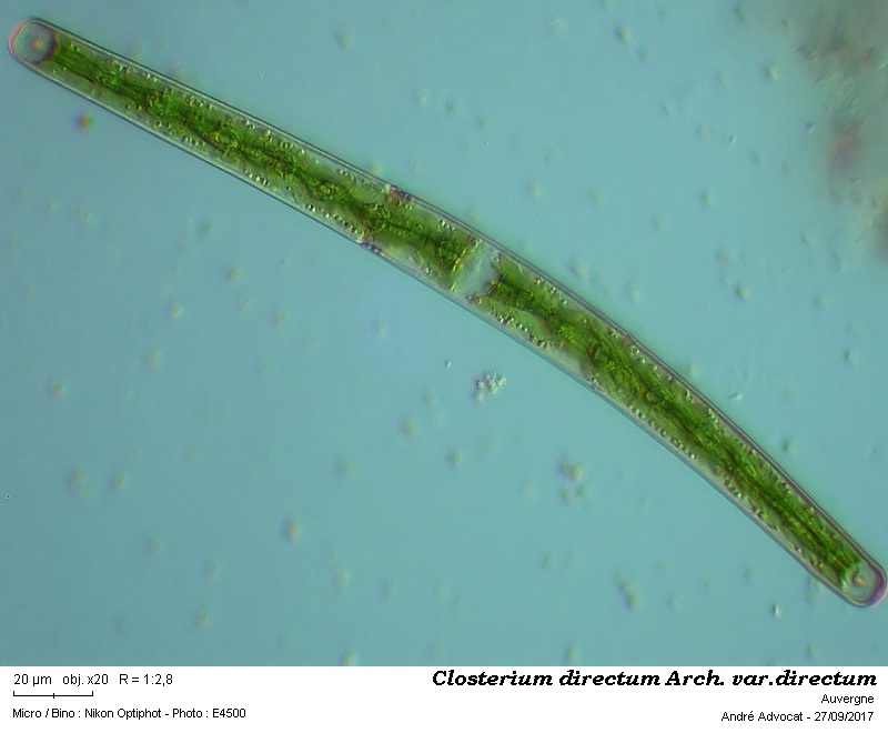 Closterium directum Arch. var. directum #51661