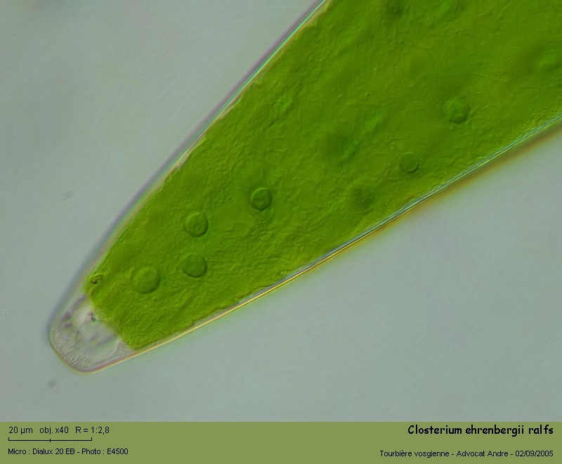Closterium ehrenbergii Menegh.ex Ralfs #2197