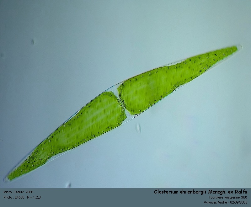 Closterium ehrenbergii Menegh.ex Ralfs #2195