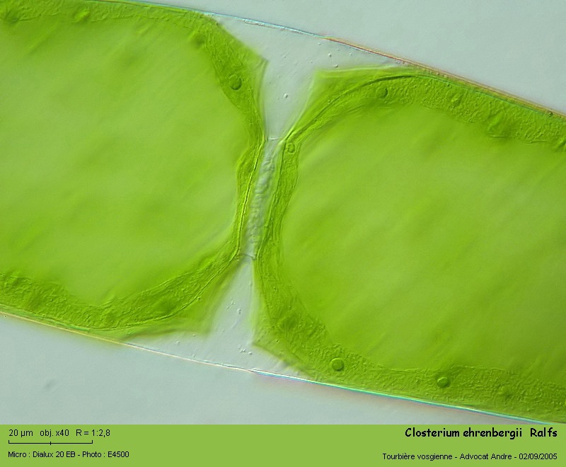 Closterium ehrenbergii Menegh.ex Ralfs #2196