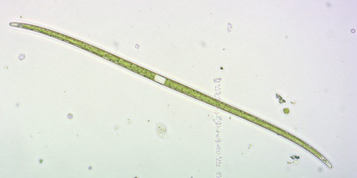 Closterium gracile Brebisson ex RALFS, 1848 #78102