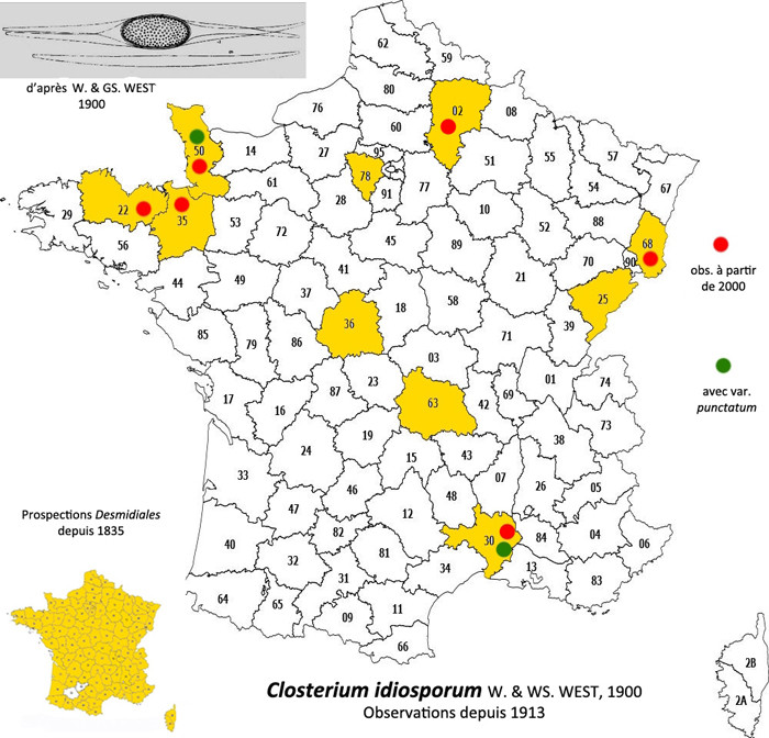 Closterium idiosporum W.& G.S.West #83915