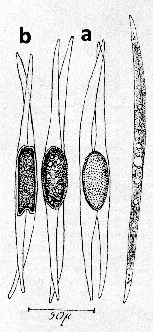 Closterium idiosporum W.& G.S.West #74197