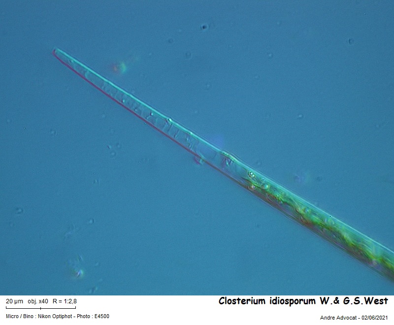 Closterium idiosporum W.& G.S.West #66964