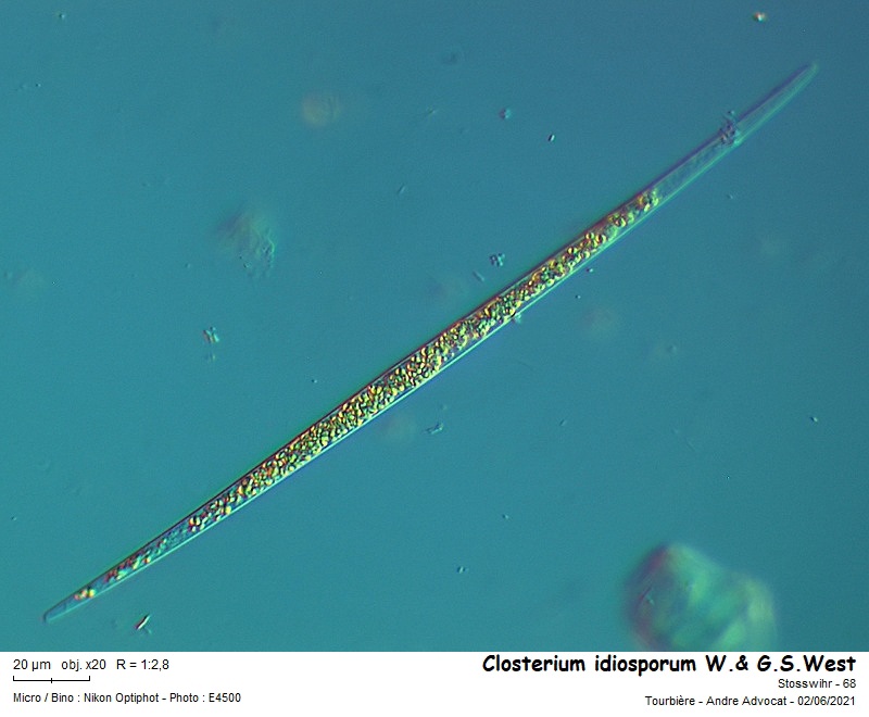 Closterium idiosporum W.& G.S.West #66961