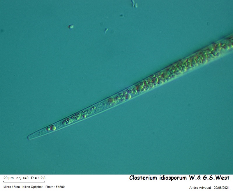 Closterium idiosporum W.& G.S.West #66963