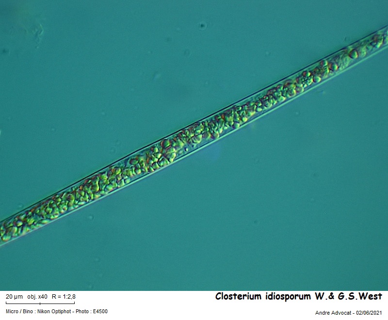 Closterium idiosporum W.& G.S.West #66962
