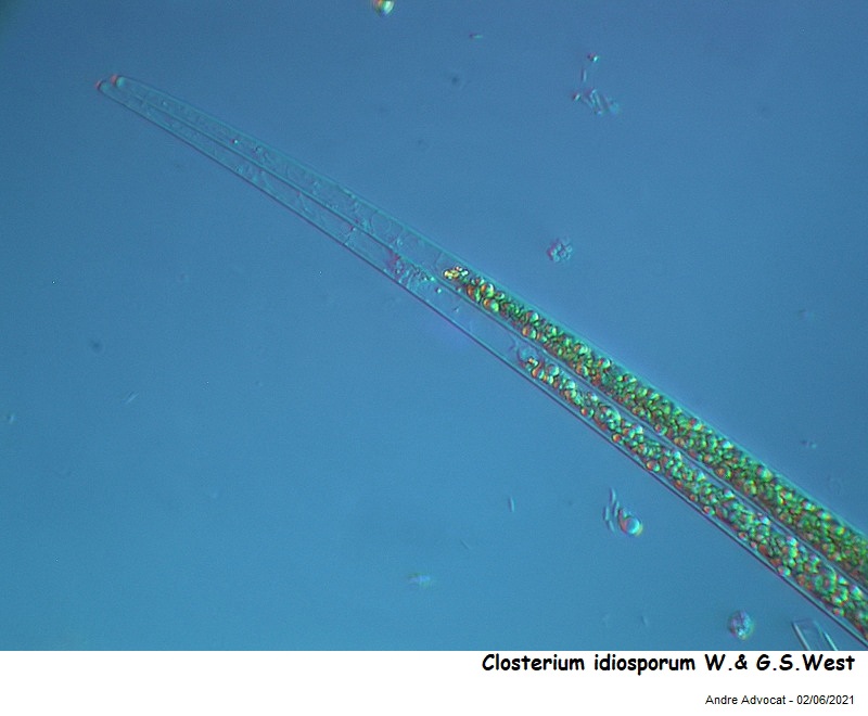 Closterium idiosporum W.& G.S.West #66965