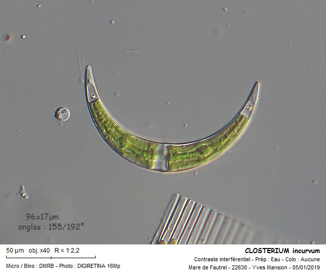 Closterium incurvum Brébisson, 1856 #65674