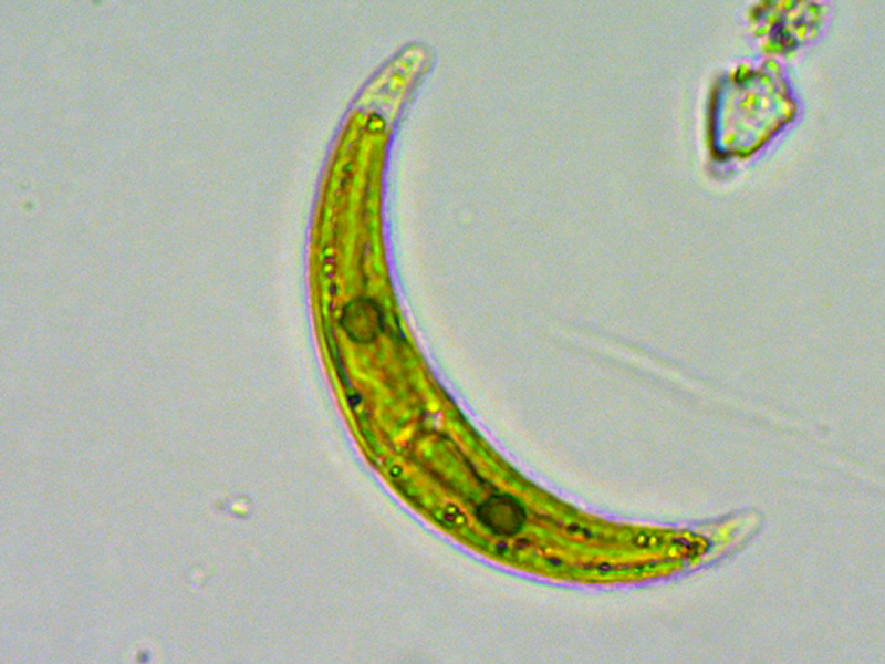 Closterium incurvum Brébisson, 1856 #65650