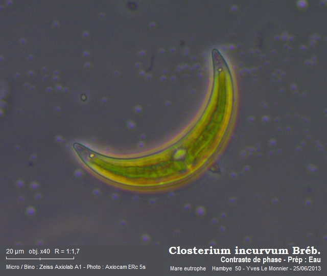 Closterium incurvum Bréb. #32476