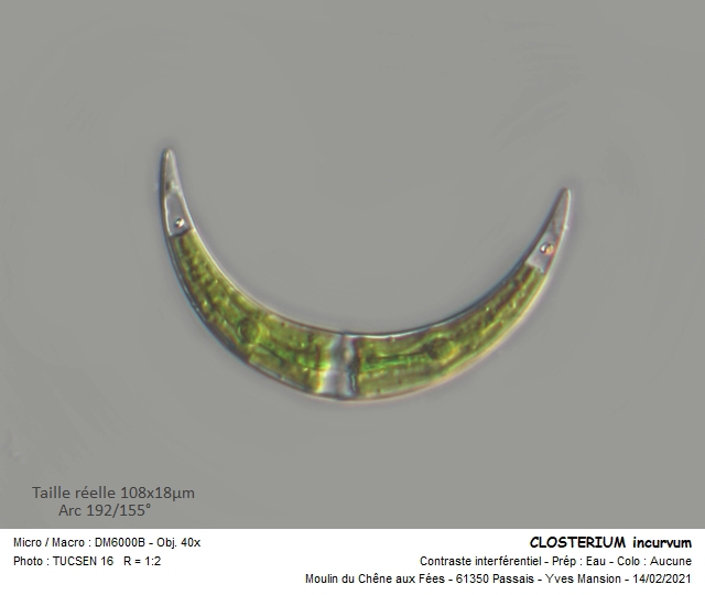 CLOSTERIUM incurvum #78832