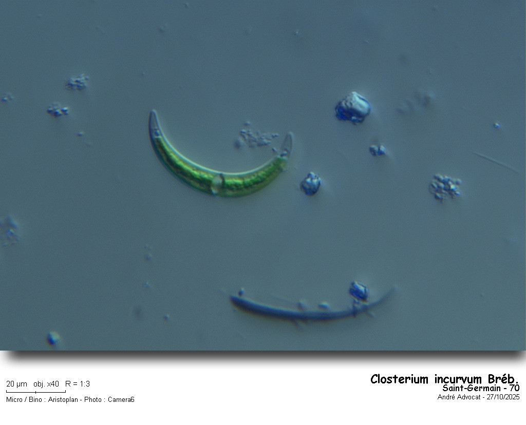 Closterium incurvum Bréb. #84132