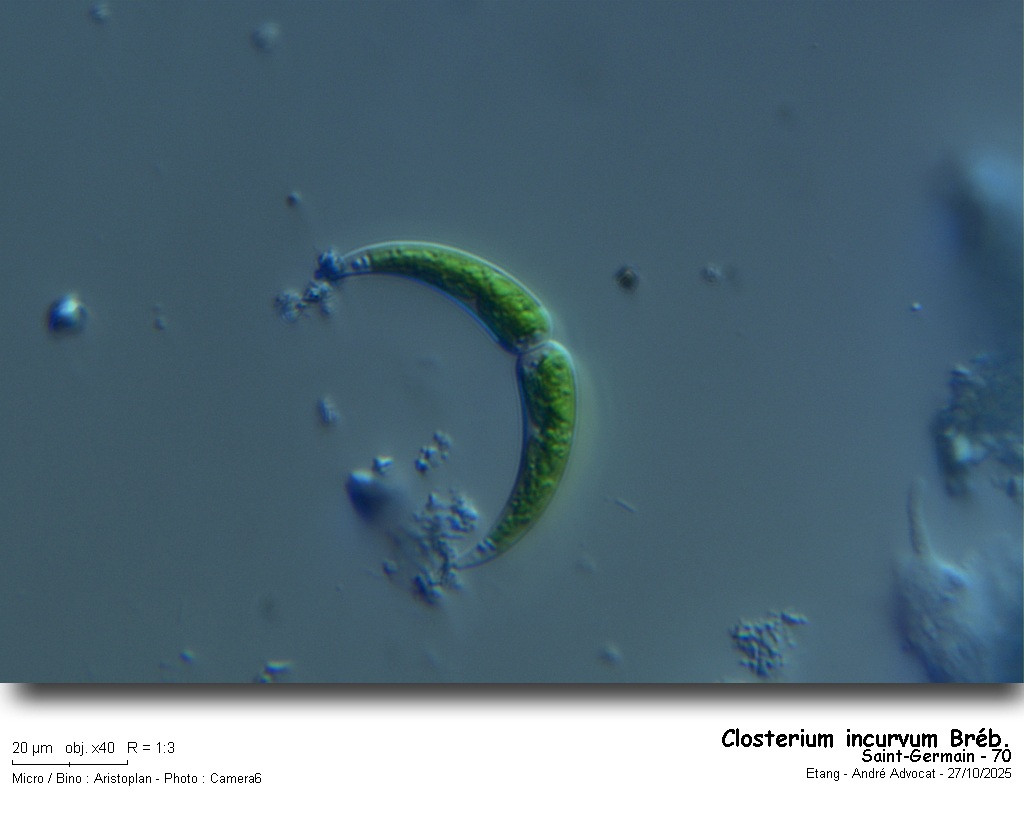 Closterium incurvum Bréb. #84133