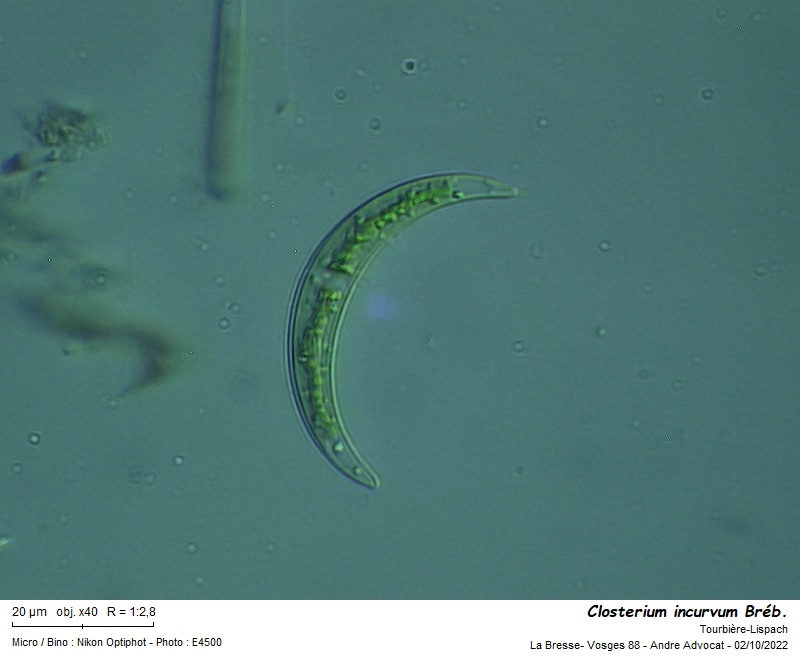 Closterium incurvum Bréb. #72219