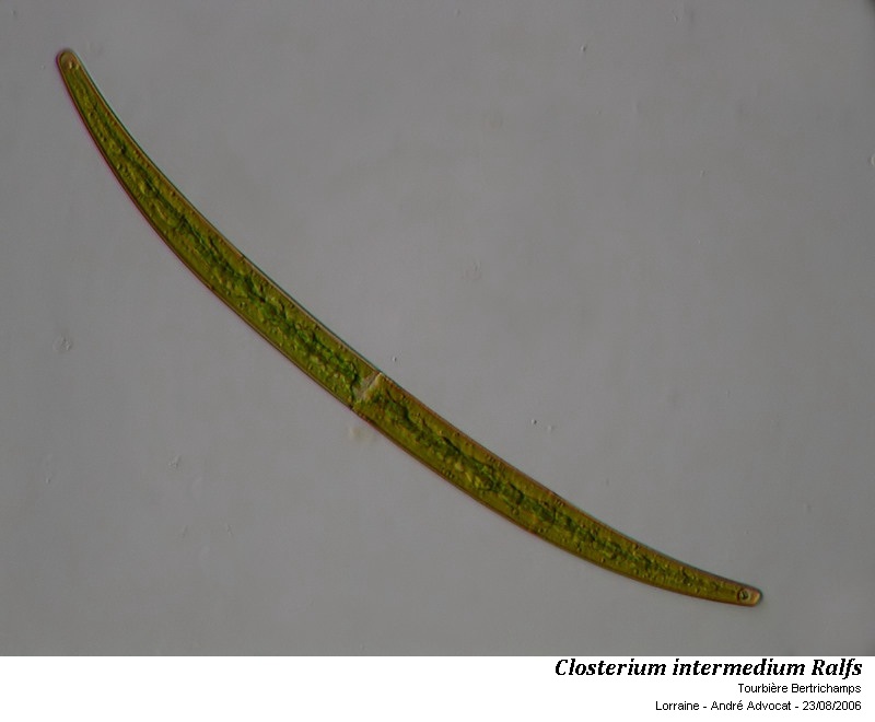 Closterium intermedium Ralfs #56278