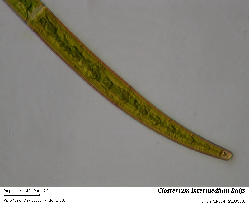 Closterium intermedium Ralfs #56281