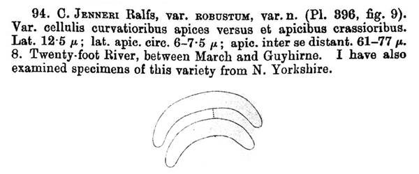 Closterium jenneri Ralfs #77673