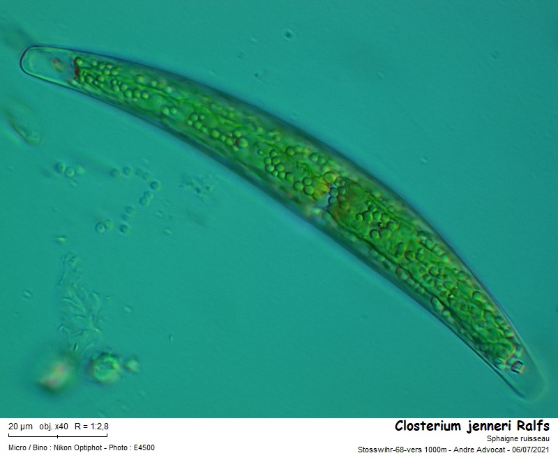 Closterium jenneri Ralfs #67278