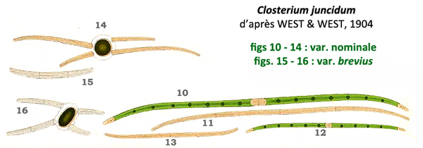 Closterium juncidum Ralfs #82323