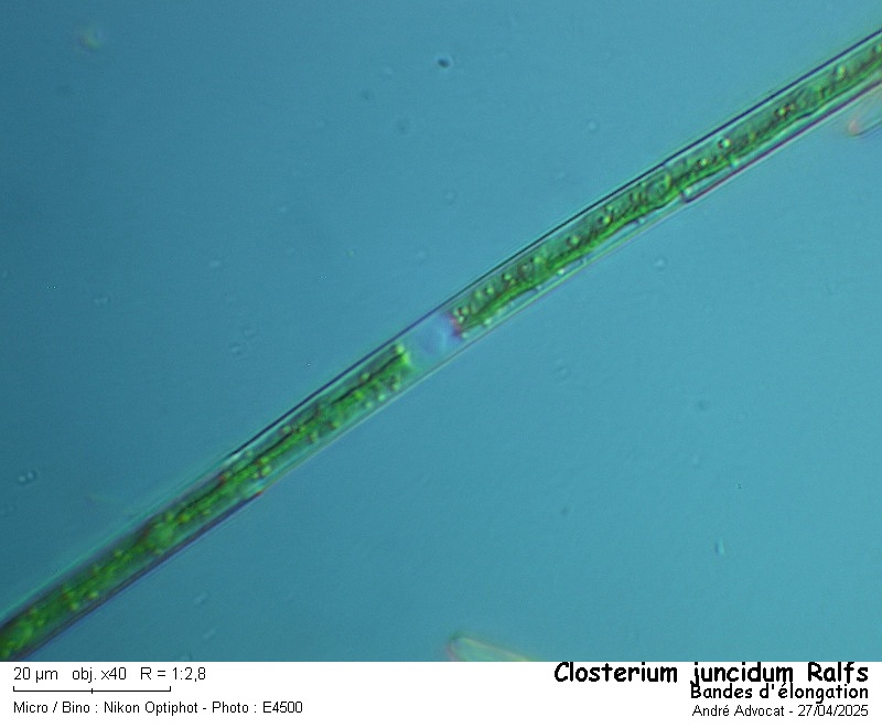 Closterium juncidum Ralfs #82215