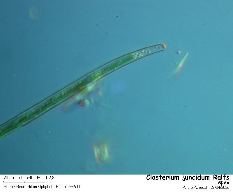 Closterium juncidum Ralfs #82216