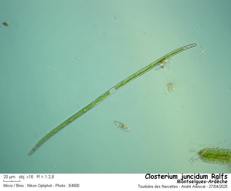 Closterium juncidum Ralfs #82214