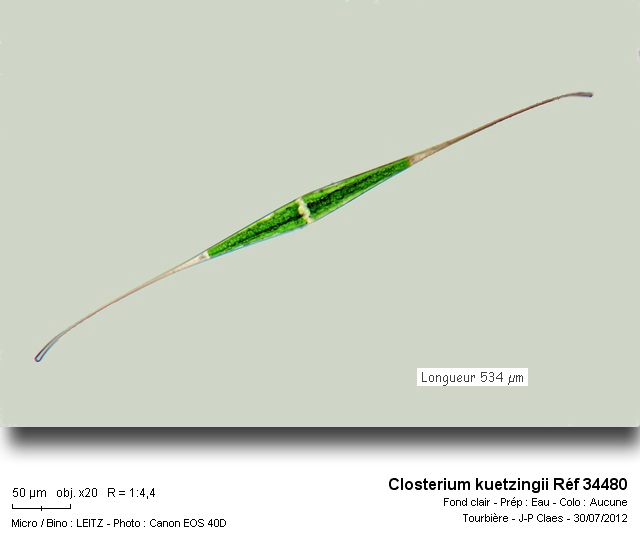 Closterium kuentzingii #28894