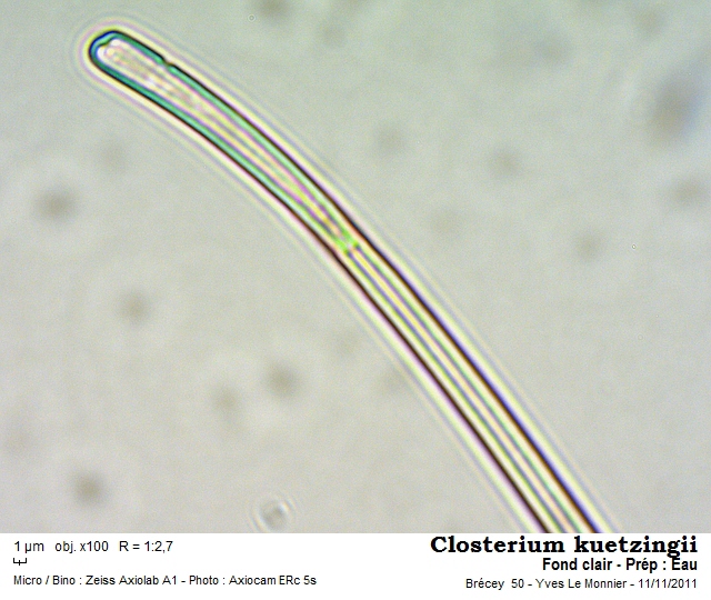 Closterium kuetzingii BREBISSON, 1856 #65824