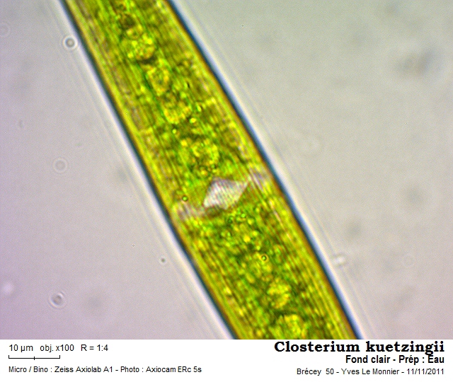 Closterium kuetzingii Brébisson, 1856 #24587