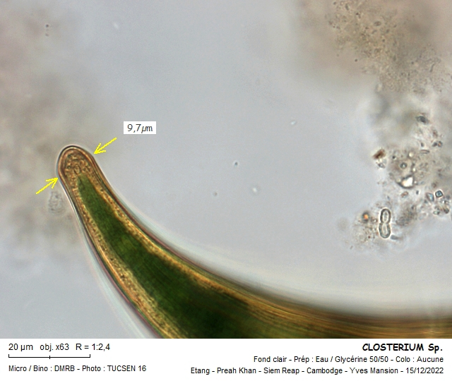 CLOSTERIUM lagoense #73125