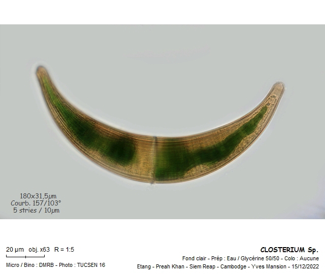 CLOSTERIUM lagoense #73123