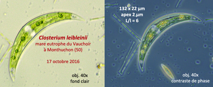 Closterium leibleinii #80680