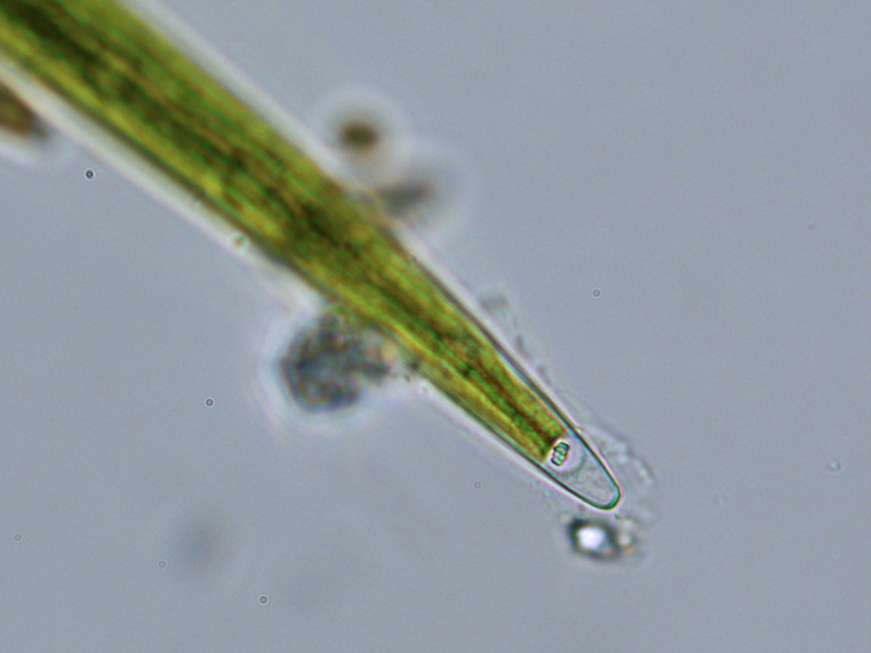 Closterium lineatum RALFS, 1848 #57043