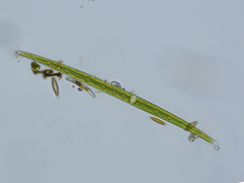Closterium lineatum RALFS, 1848 #57042