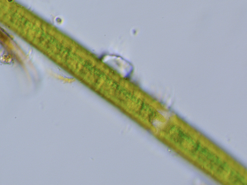 Closterium lineatum RALFS, 1848 #57044