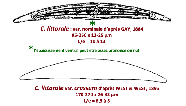 Closterium littorale #78619
