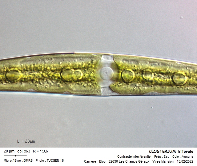 Closterium littorale #78601