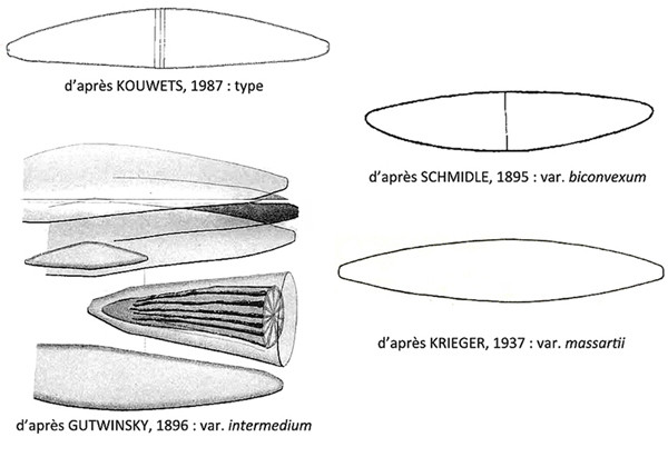Closterium lunula Ralfs, 1848 #82556