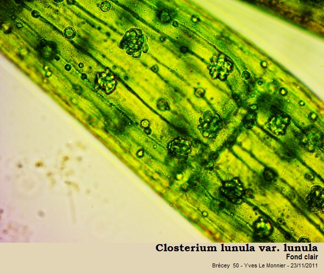 Closterium lunula Ralfs, 1848 #25000