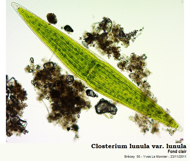 Closterium lunula Ralfs, 1848 #24998