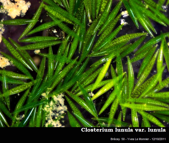 Closterium lunula Ralfs, 1848 #24997