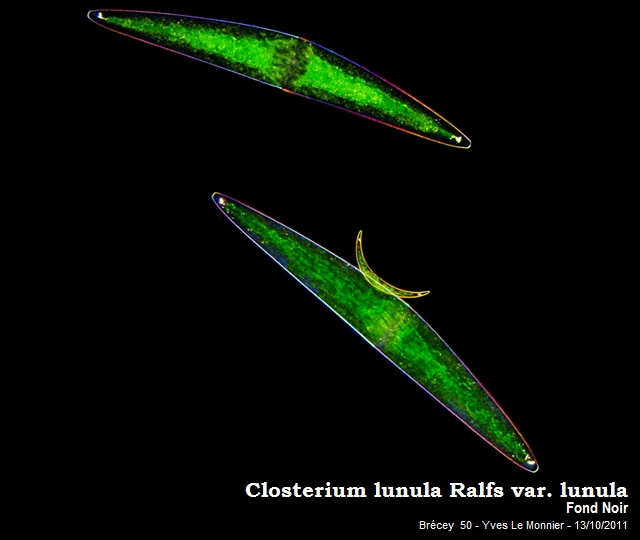 Closterium lunula Ralfs, 1848 #24999